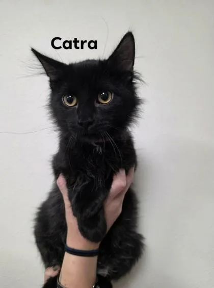 Catra