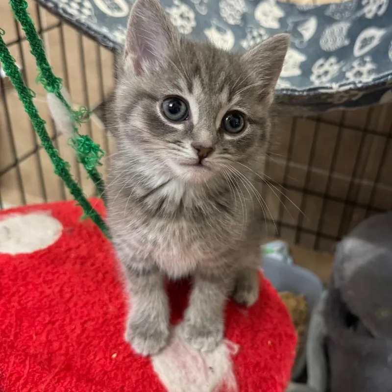 A baby small-sized female Gray / Blue / Silver Domestic Short Hair cat named Steady As The Rain for adoption in Fredericksburg, VA