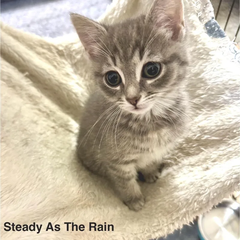 Steady As The Rain thumbnail 2