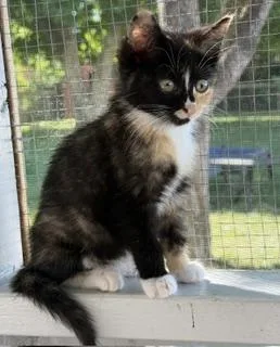 A baby medium-sized female Calico Domestic Short Hair cat named Searcy Blue for adoption in Lemoyne, PA