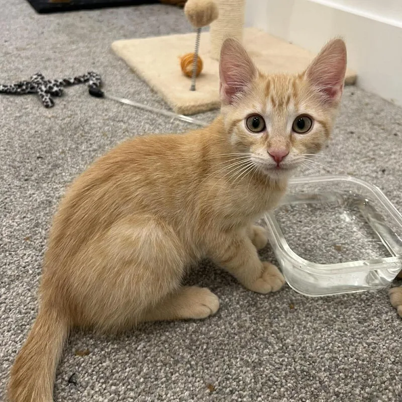 A baby small-sized female Orange / Red Domestic Medium Hair cat named Adelaide Saunders for adoption in Eagle Mountain, UT