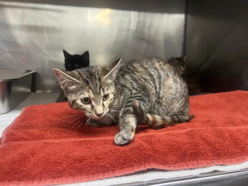 A baby medium-sized female Domestic Short Hair cat named Paisley for adoption in Murray, KY