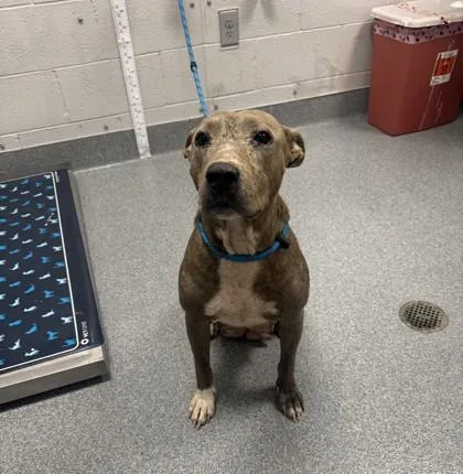 An adult large-sized female Terrier dog named Symphony for adoption in Sevierville, TN
