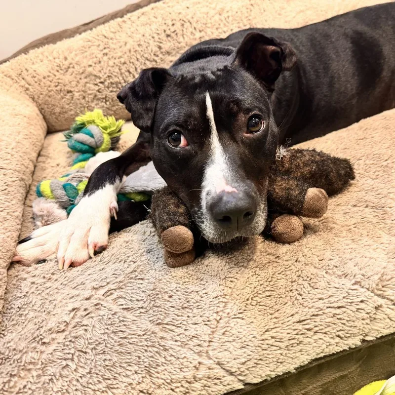 A young medium-sized female Black Pit Bull Terrier dog named Novella for adoption in Chesapeake, VA