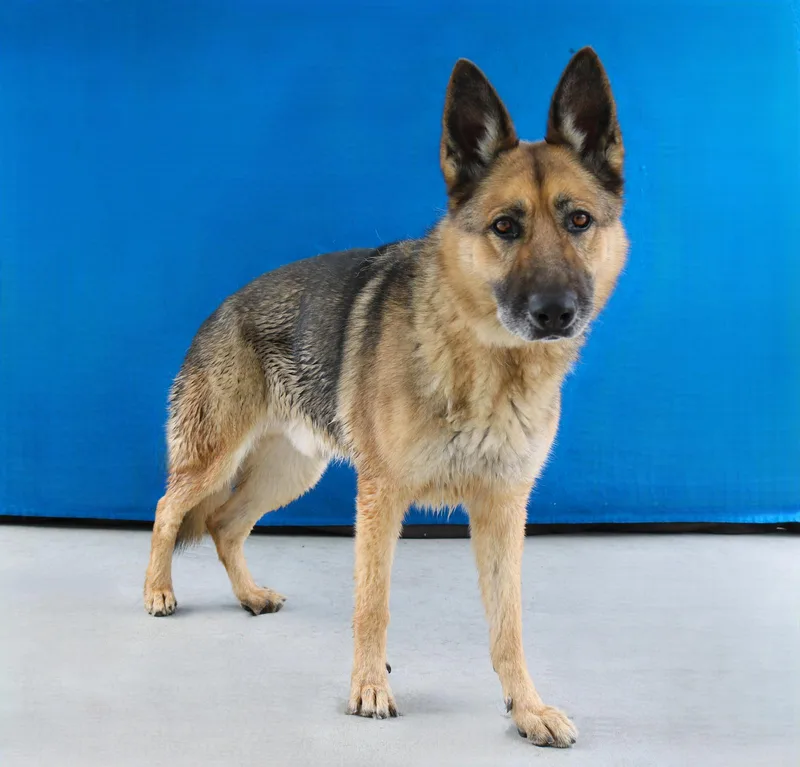A senior large-sized male German Shepherd Dog dog named Odin for adoption in Pasadena, CA