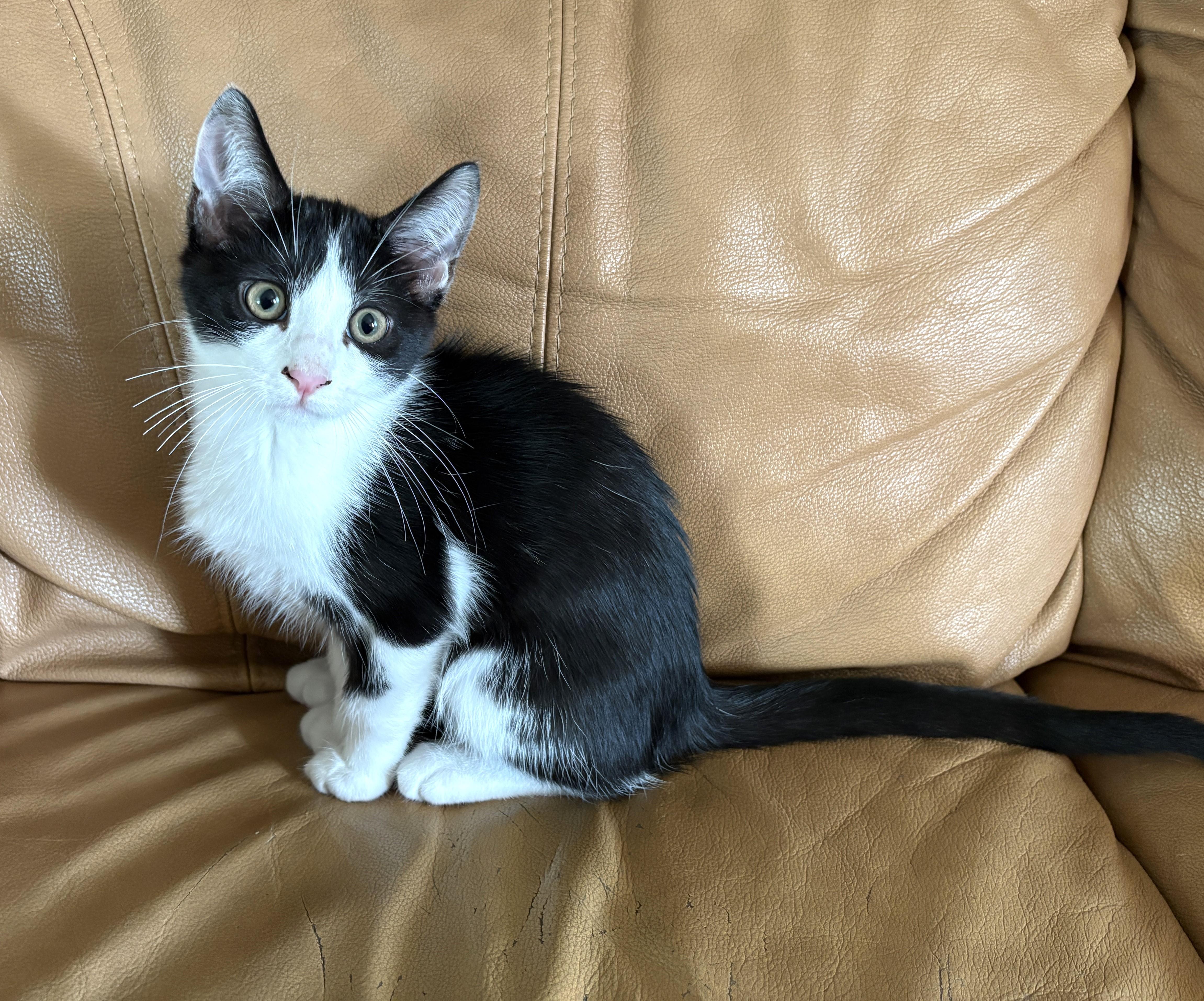 A baby small-sized male Tuxedo cat named Suit for adoption in Burbank, CA