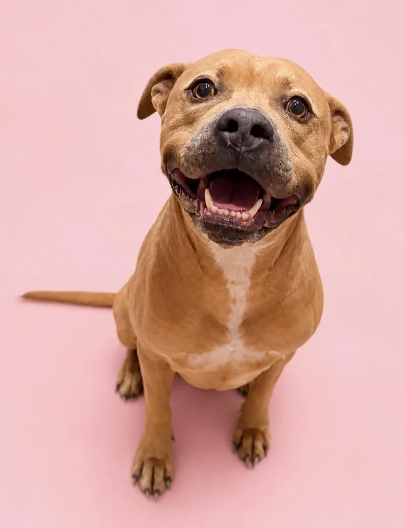 An adult large-sized male Yellow / Tan / Blond / Fawn Mastiff dog named Rufus for adoption in Fort Lauderdale, FL
