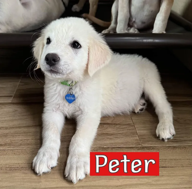 Peter thumbnail 3