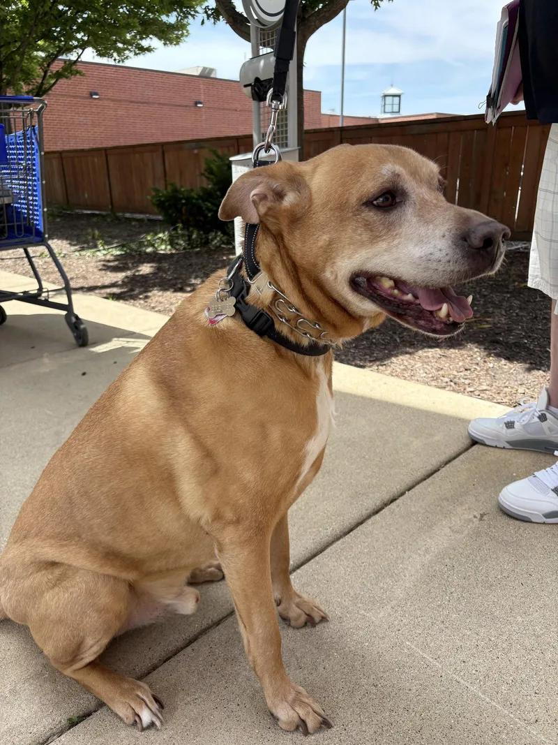 A senior large-sized male Labrador Retriever dog named Brewer for adoption in Wheaton, IL