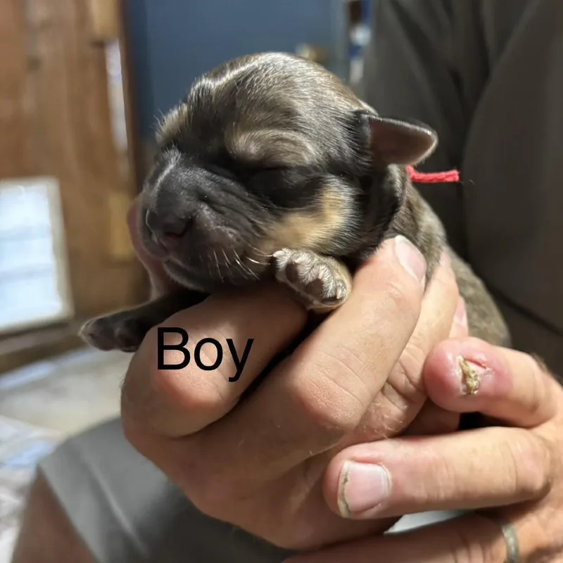 Beauregard