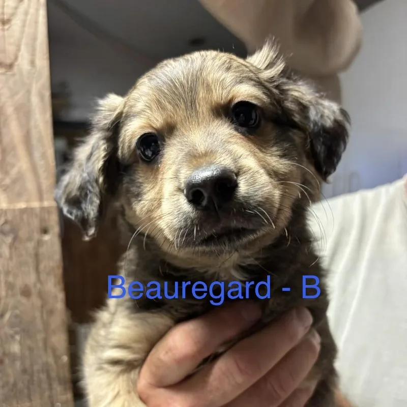 Beauregard thumbnail 3