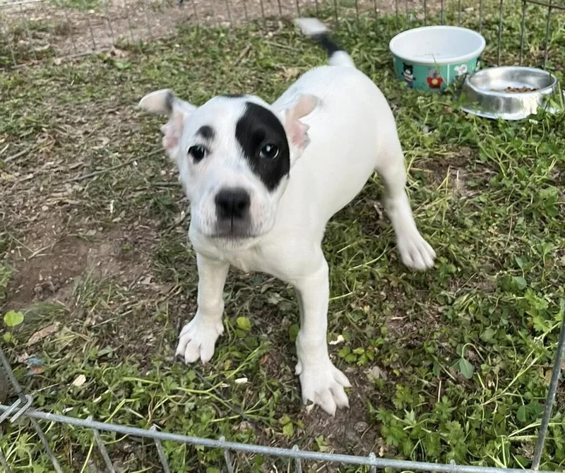 A baby medium-sized male Tricolor (Brown, Black, & White) Mixed Breed dog named Odj "odiejr" for adoption in Acworth, GA