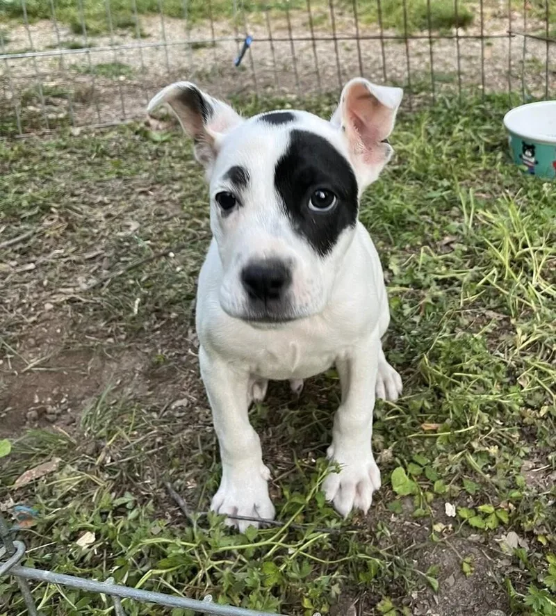 Odj "odiejr" thumbnail 2