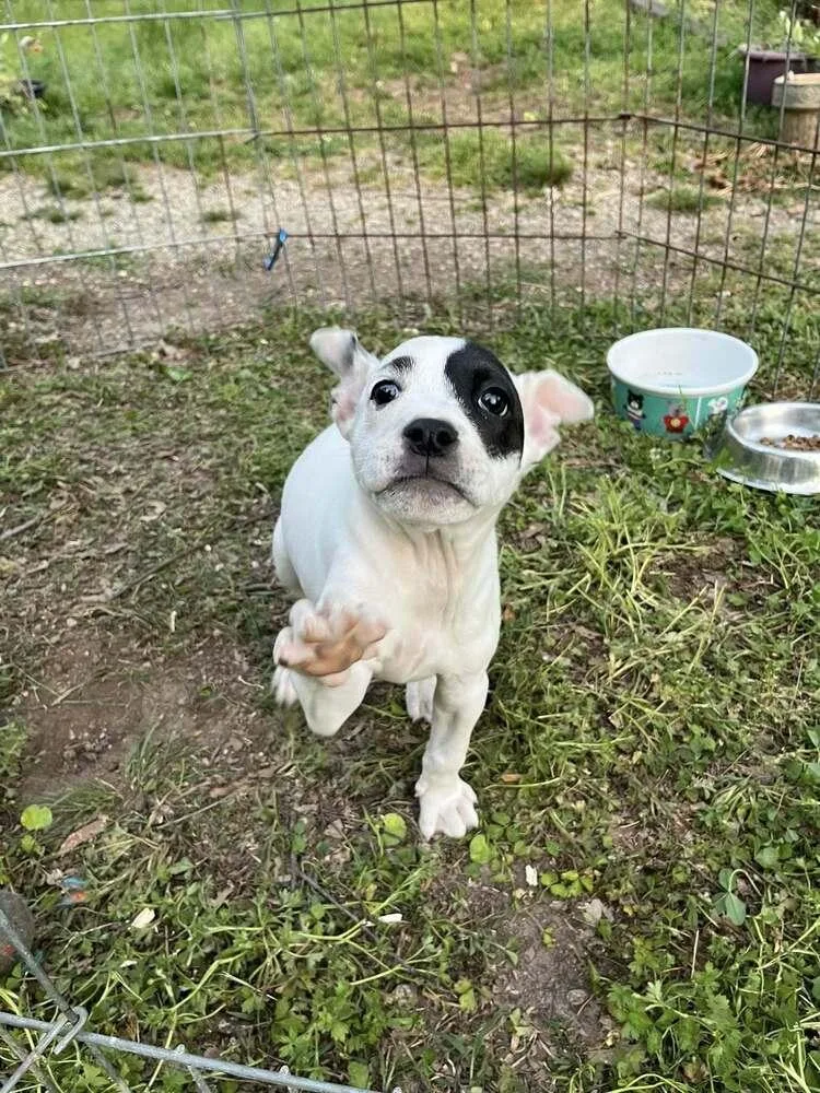 Odj "odiejr" thumbnail 3