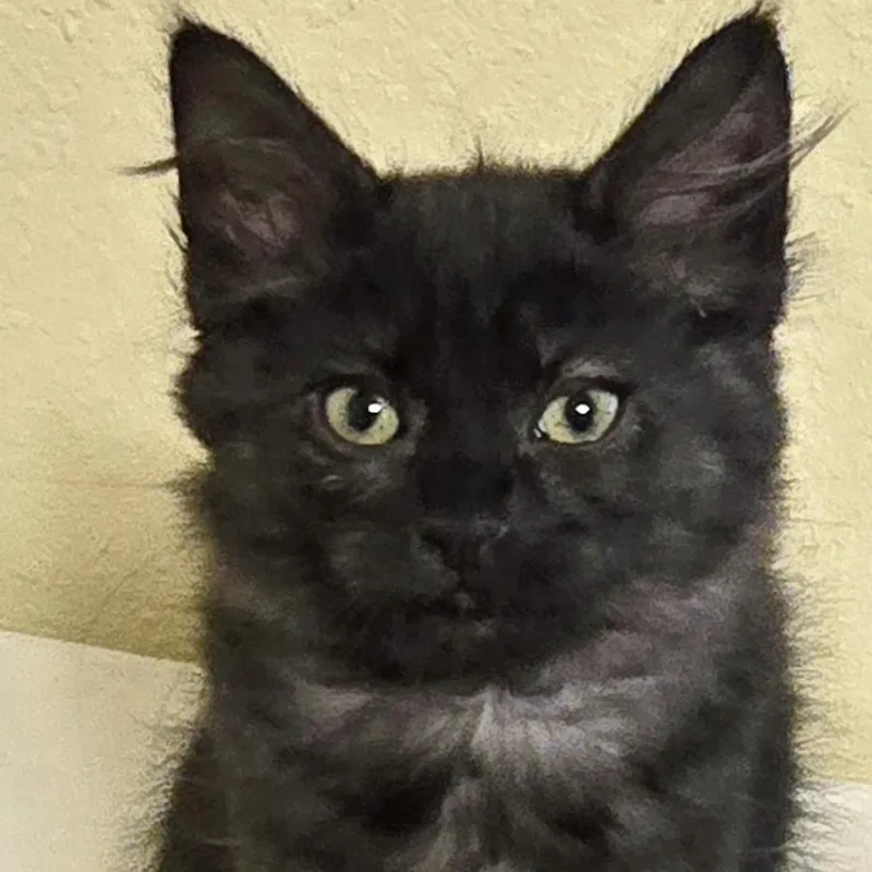 A baby medium-sized male Black Tabby cat named Georgie for adoption in Salem, OR