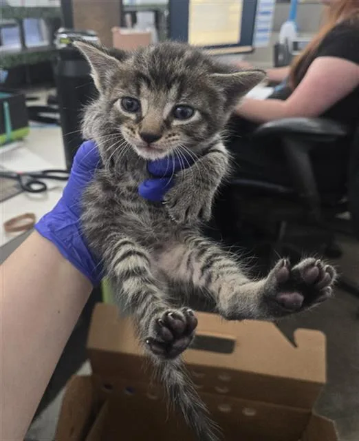 A baby medium-sized male Domestic Short Hair cat named Zeke for adoption in Dallas, TX