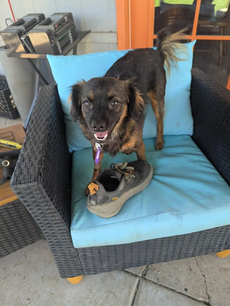 Jack Sparrow thumbnail 2