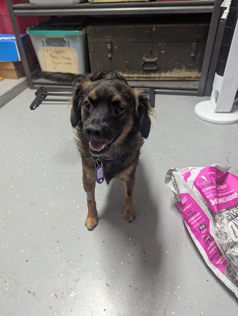 Jack Sparrow thumbnail 4