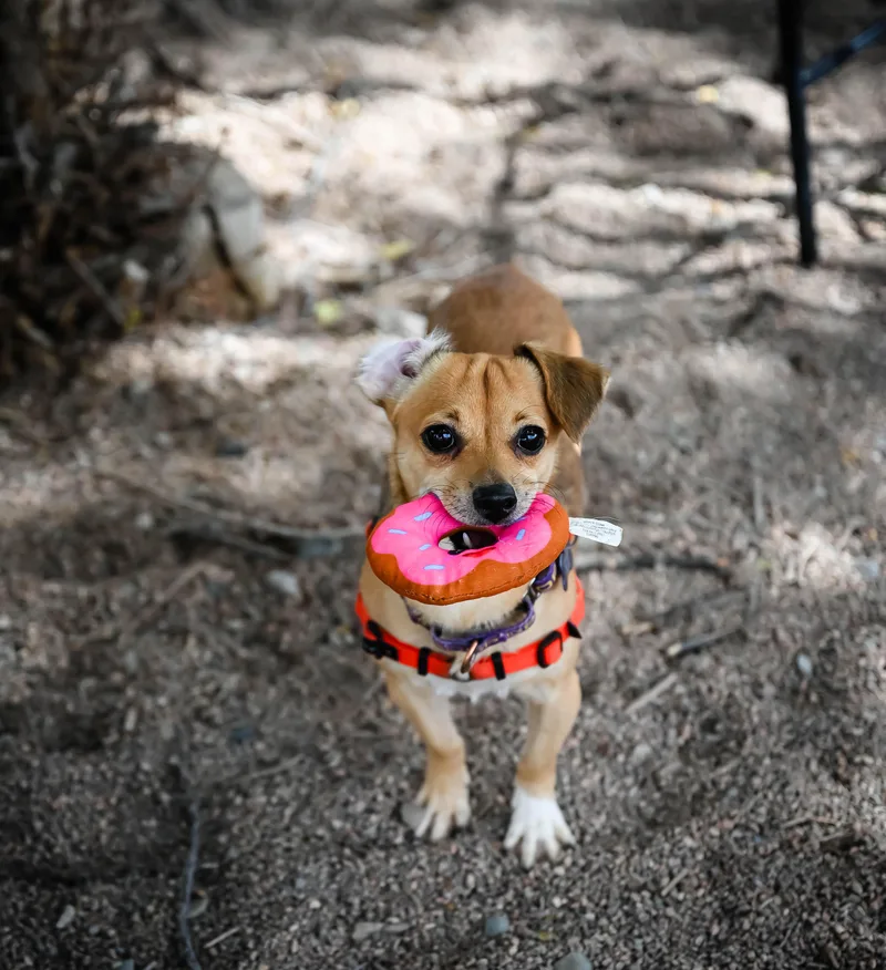 A young small-sized male Chihuahua dog named Chandler for adoption in Pueblo, CO