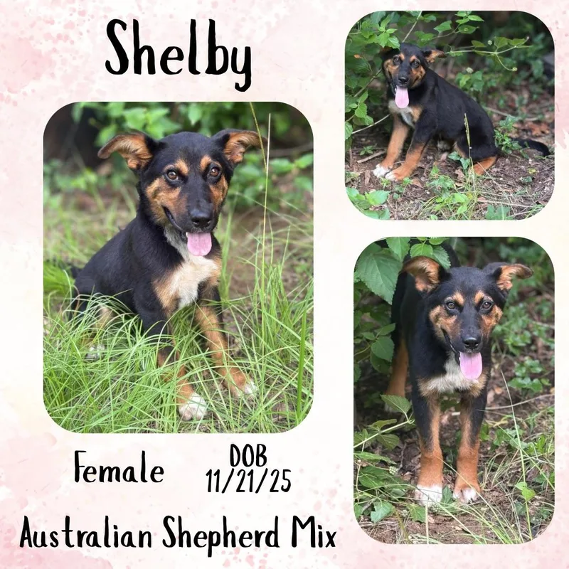 A young medium-sized female Tricolor (Brown, Black, & White) Australian Shepherd dog named Shelby for adoption in Caldwell, TX