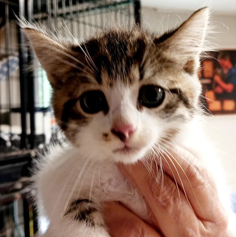 A baby medium-sized male Tabby (Brown / Chocolate) Domestic Short Hair cat named Jackie for adoption in Bulverde, TX