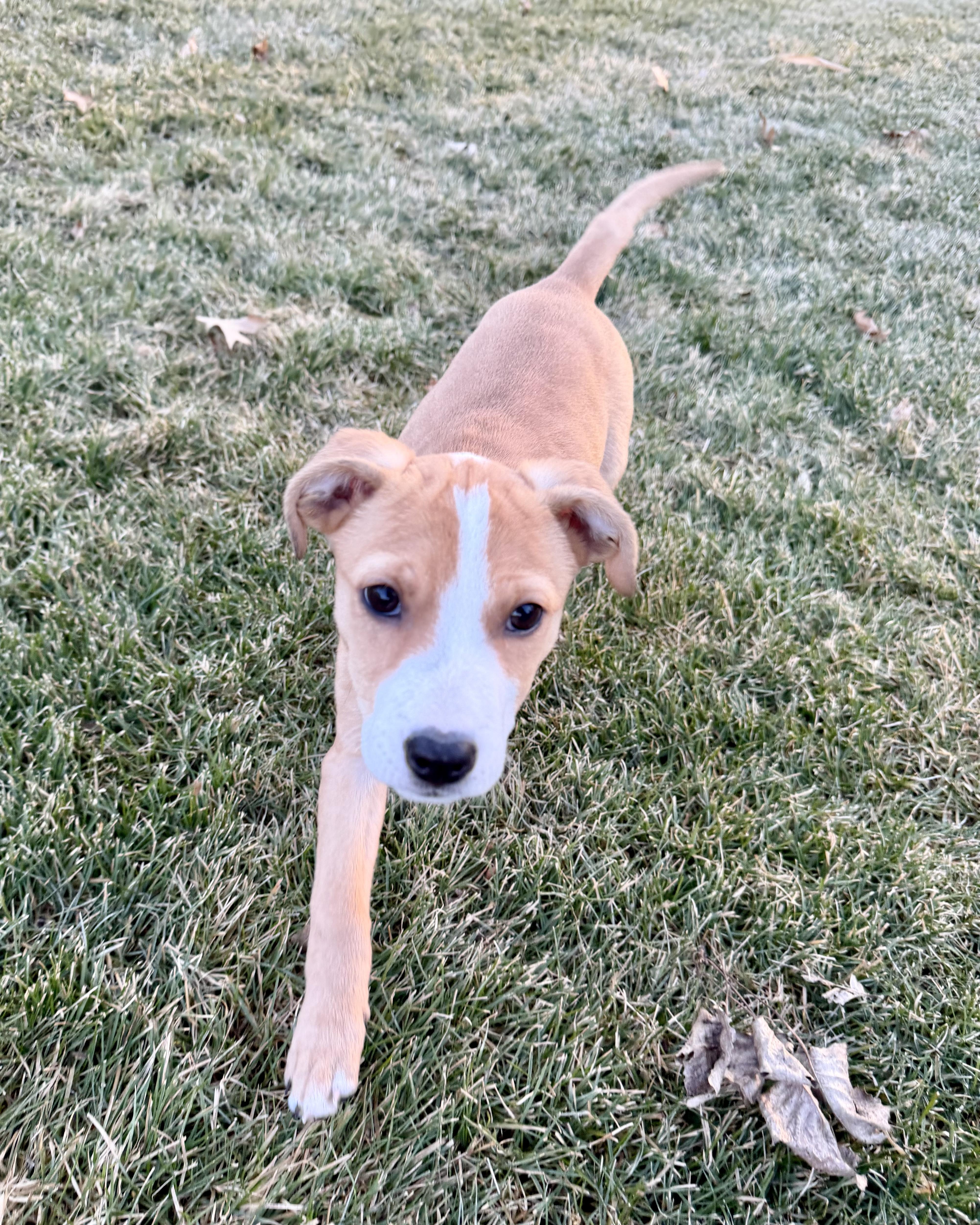 Marshmallow thumbnail 2