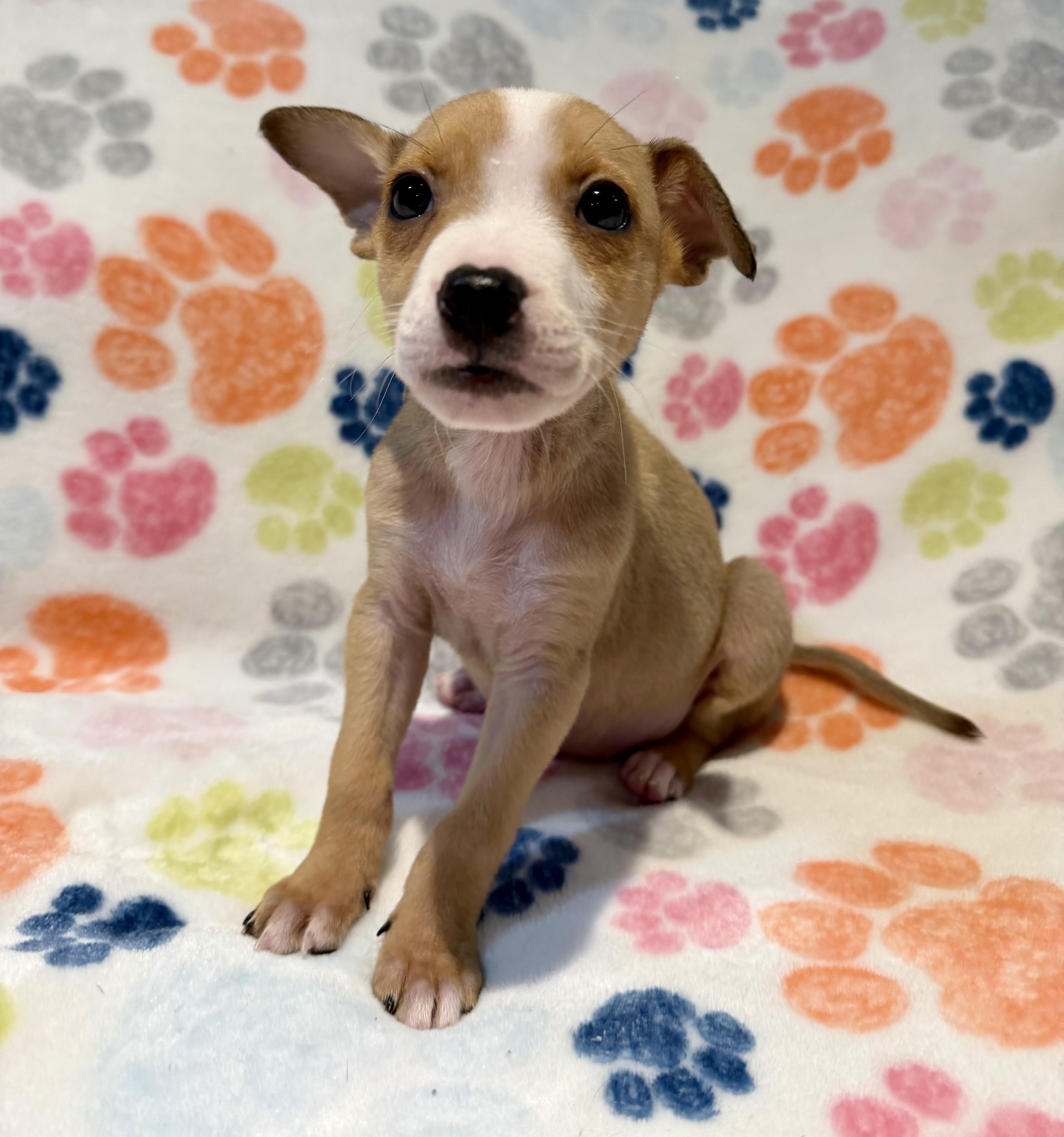 Marshmallow thumbnail 3