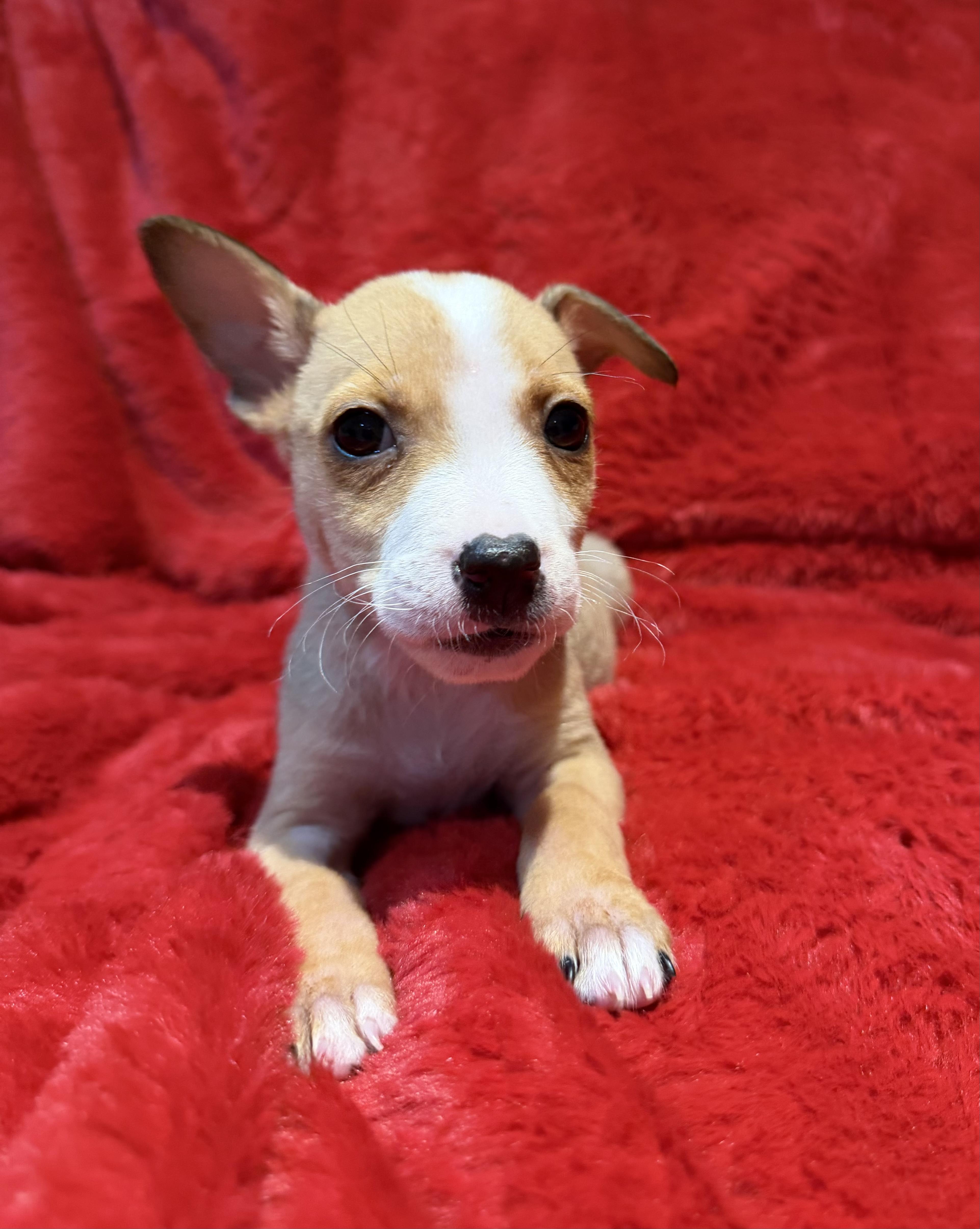 Marshmallow thumbnail 4