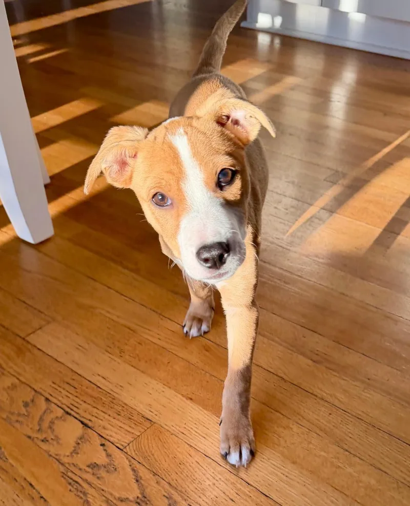 Marshmallow thumbnail 6