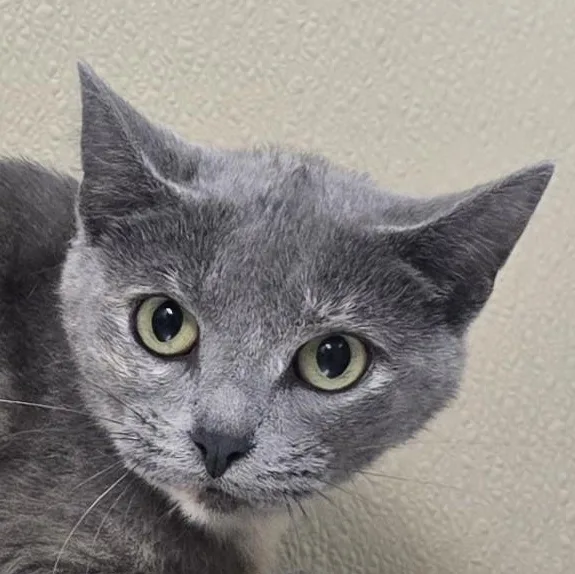 An adult medium-sized male Domestic Short Hair cat named Lady Grey for adoption in Brainerd, MN