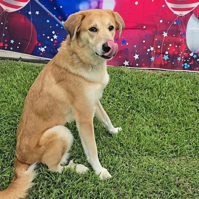An adult large-sized female Labrador Retriever dog named Freya for adoption in Wylie, TX