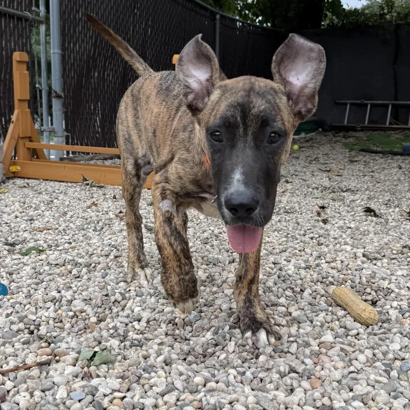 A young large-sized male Mixed Breed dog named Waffles for adoption in Medford, NY