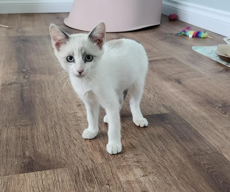 A baby small-sized male Black & White / Tuxedo Siamese cat named Dash for adoption in Lancaster, CA
