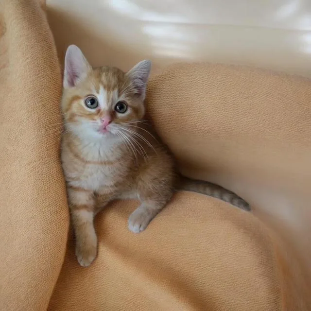 A baby small-sized male Domestic Short Hair cat named Tigger for adoption in Clinton Township, MI