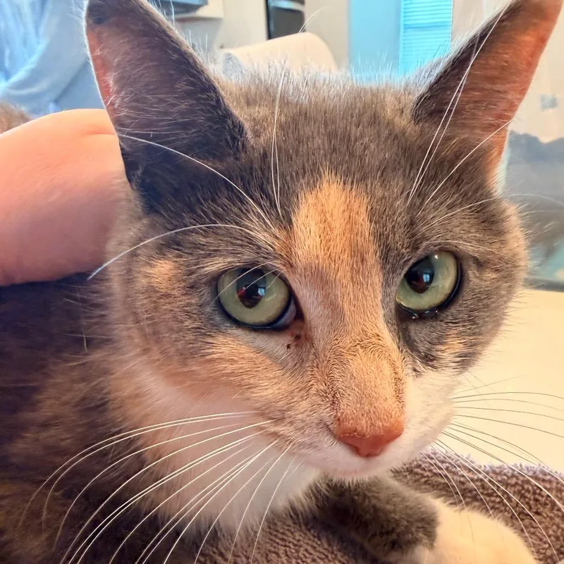 A young medium-sized female Calico Domestic Short Hair cat named Sheba for adoption in Inman, SC