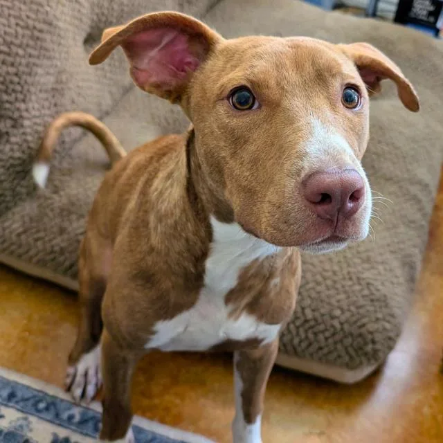 A young medium-sized male American Staffordshire Terrier dog named Luffy for adoption in San Antonio, TX