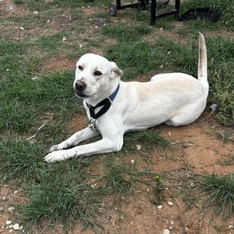 A young medium-sized female White / Cream Labrador Retriever dog named Dove for adoption in Brookeville, MD