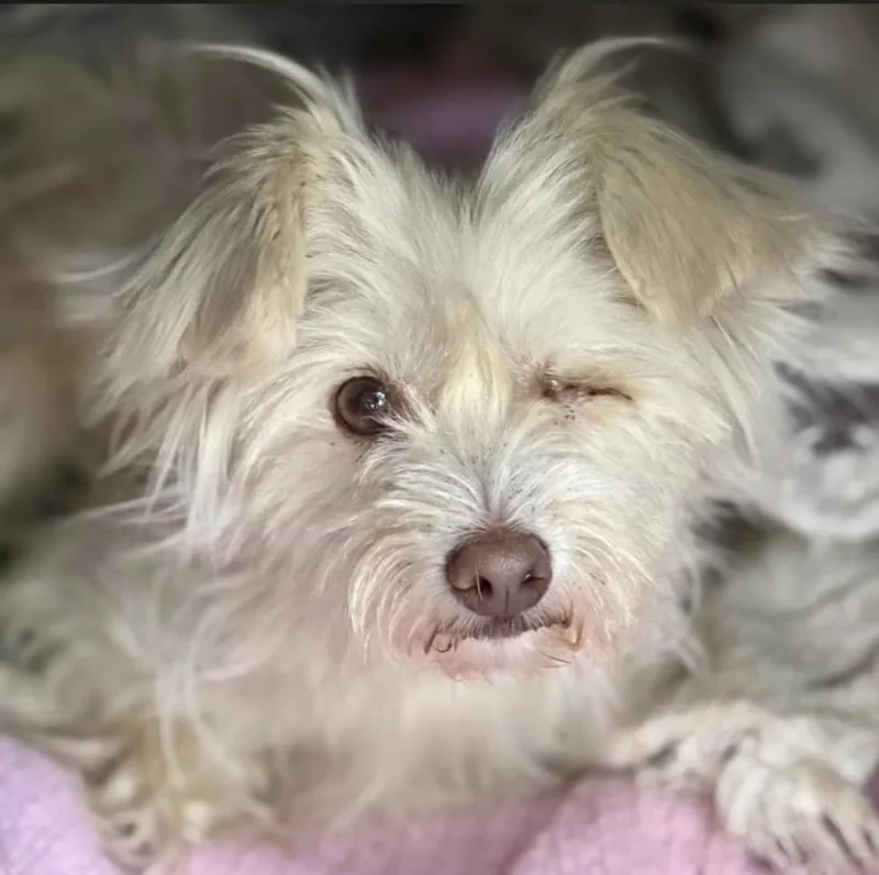 An adult small-sized female White / Cream Maltese dog named Isla for adoption in Santa Rosa, CA