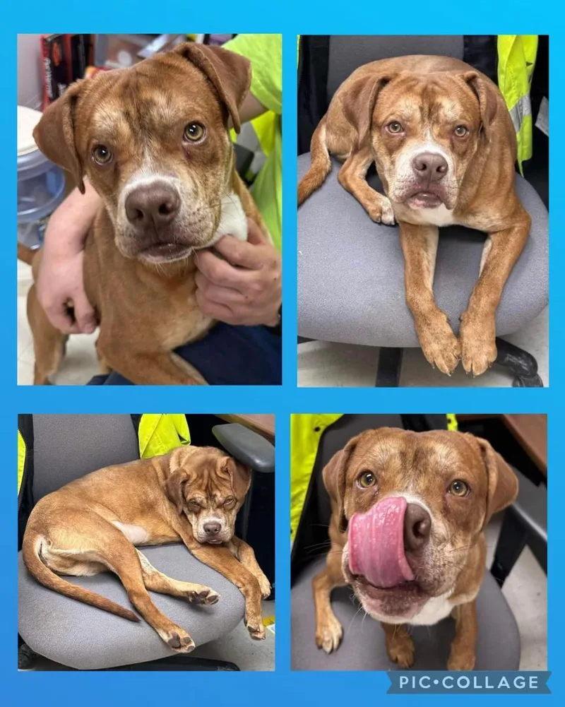 Mozart  Richmond  thumbnail 2