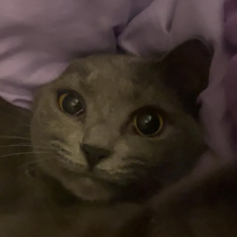 A young small-sized female Gray / Blue / Silver Domestic Short Hair cat named Sylvie for adoption in Huntsville, AL