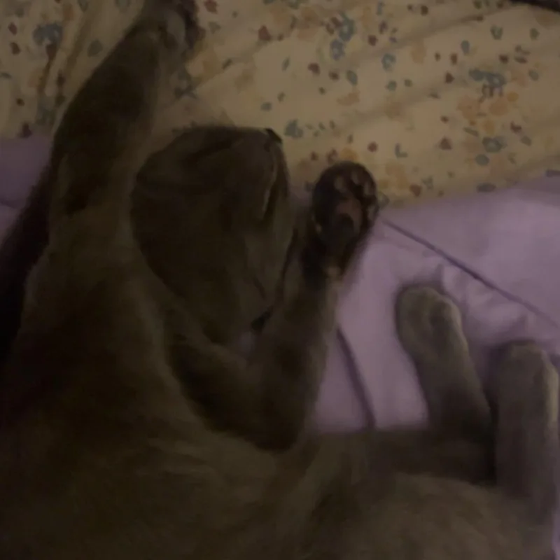 Sylvie thumbnail 3