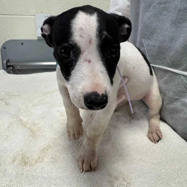 A baby small-sized female Black Mixed Breed dog named Saltine for adoption in Asheville, NC