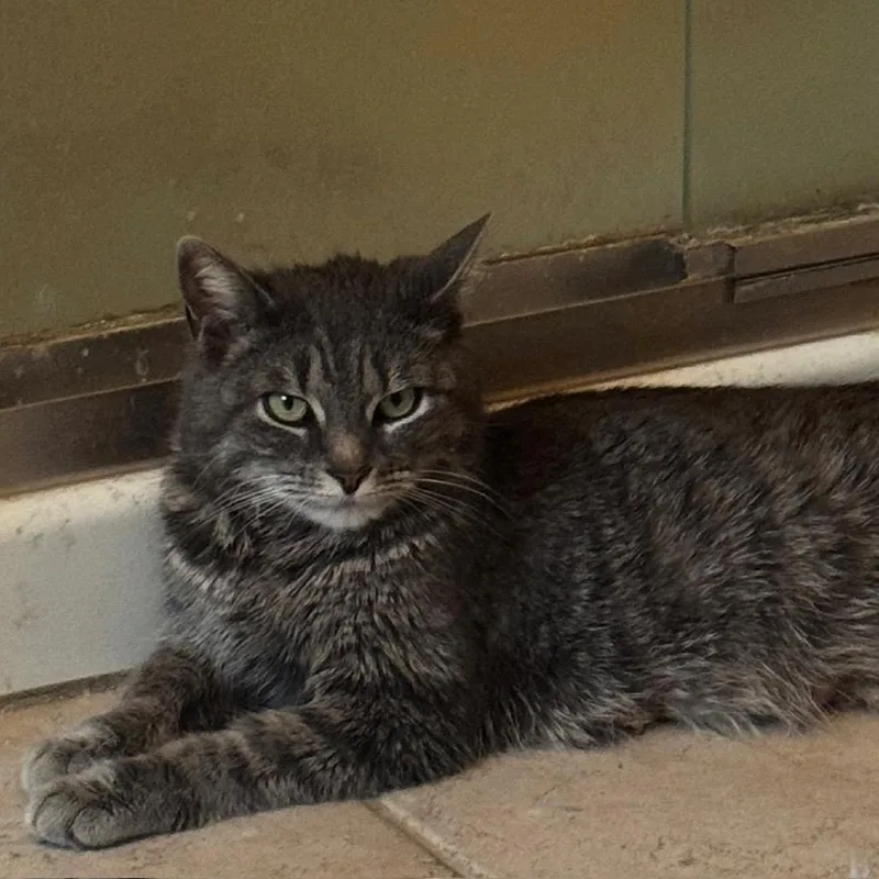 An adult medium-sized female Gray / Blue / Silver Domestic Short Hair cat named Wasabi for adoption in Danbury, CT