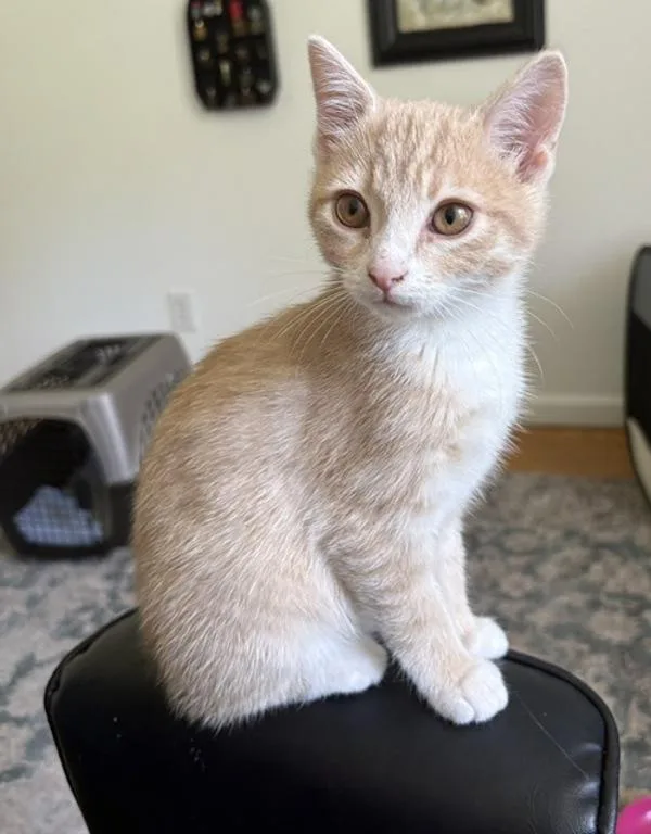 Vivian