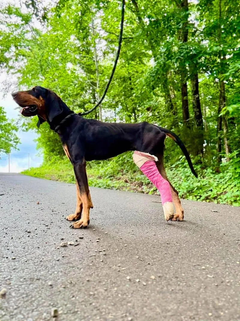 A young medium-sized female Black Bluetick Coonhound dog named Vera for adoption in Waverly, TN