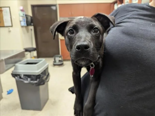 A young small-sized male Labrador Retriever dog named Colt for adoption in Chapel Hill, NC