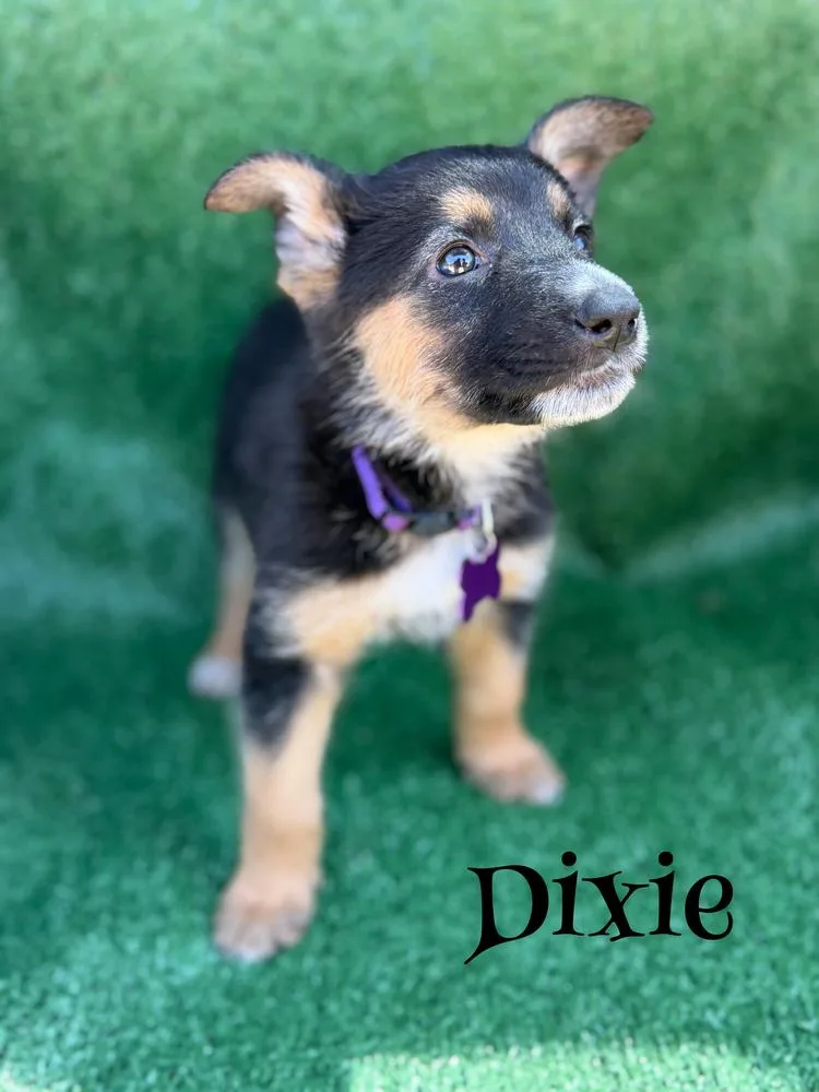 A baby large-sized female Brown / Chocolate German Shepherd Dog dog named Dixie for adoption in Pleasant Hill, CA