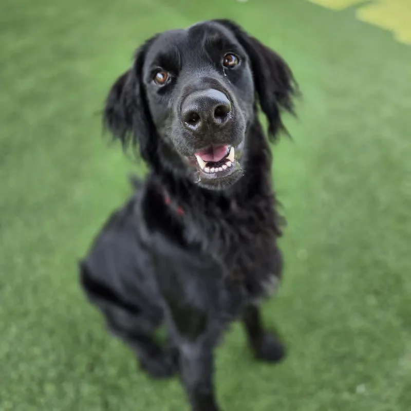An adult large-sized male Black Flat-Coated Retriever dog named Clifford for adoption in Sparta, WI