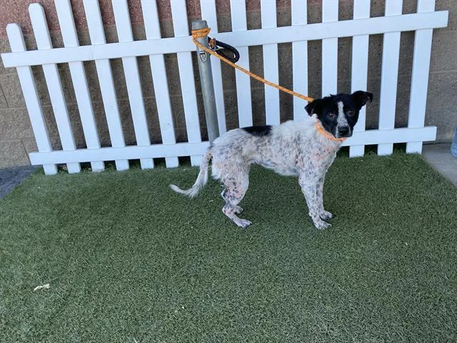 A young medium-sized female Australian Cattle Dog / Blue Heeler dog named Patches for adoption in Modesto, CA