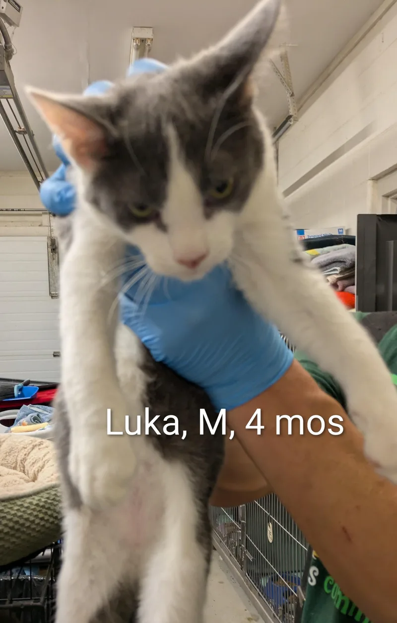 A young small-sized male Gray & White Domestic Short Hair cat named Luka for adoption in Bedford, VA